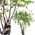 Green Barringtonia Tree Model 3D model small image 1