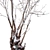 Title: Winter Snow - Barringtonia Acutangula 3D model small image 2