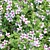 Vibrant Blooms Bushes Set 3D model small image 2