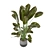 Green Oasis Indoor Plant Collection 3D model small image 6