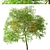 Golden Medallion Tree Set (2 Trees) 3D model small image 1