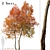 Autumn Blaze Tree Set: Vibrant Fall Colors 3D model small image 1