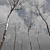 Real Tree Winter Ulmus Changii 3D model small image 2