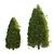 Pine Tree 03: Perfect for Landscaping 3D model small image 1