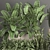 Exotic Plant Collection: Decorative Palms, Ferns, Cacti & More 3D model small image 3