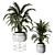 Lush Indoors: Fern Duo 3D model small image 1