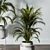 Lush Indoors: Fern Duo 3D model small image 4