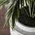 Lush Indoors: Fern Duo 3D model small image 5