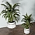 Lush Indoors: Fern Duo 3D model small image 6