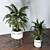 Lush Indoors: Fern Duo 3D model small image 8