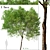 Mediterranean Carob Tree: Edible Pods, Ornamental 3D model small image 1