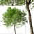 Mediterranean Carob Tree: Edible Pods, Ornamental 3D model small image 2