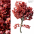 2014 Acer Palmatum: 14m Height, Corona Render 3D model small image 1