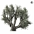 Majestic Olive Tree 01 3D model small image 5