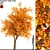 Autumn Tulip Tree: Magnolia Family Delight 3D model small image 1