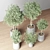 Indoor Oasis Plant Set 3D model small image 3