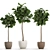 Tropical Ficus Lyrata Tree Pot 3D model small image 1