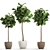 Tropical Ficus Lyrata Tree Pot 3D model small image 8