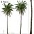Colombian Quindio Wax Palm Set 3D model small image 1