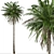 Colombian Quindio Wax Palm Set 3D model small image 4