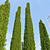 Elegant Italian Cypress Trio 3D model small image 2