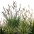 Tropical Plant Collection: Exotic Ornamental Grasses 3D model small image 3