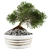 Mini Bonsai Tree - Vol. 3 3D model small image 1