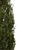 Fine Cupressus Tree - 3D Model 3D model small image 4