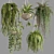Premium Hanging Indoor Plants Collection 3D model small image 6