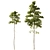 European Pines Collection: Majestic and Rare 3D model small image 2