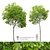 Dual Acer platanoides Trees - 8m Tall 3D model small image 1