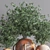 Olive Indoor Plant Set 08: Stunning 3D Models 3D model small image 6