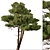 Mediterranean Pines: Set of 2 Aleppo Trees 3D model small image 4