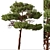 Mediterranean Pines: Set of 2 Aleppo Trees 3D model small image 6