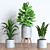 Green Oasis Plant Collection 3D model small image 6