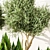 Indoor Greenery: Vol. 21 3D model small image 10