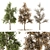 All Seasons Broadleaf Tree Set 3D model small image 1