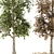 All Seasons Broadleaf Tree Set 3D model small image 3