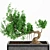 Exquisite Bonsai Tree Collection 3D model small image 3