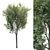 Lush Landscape Tree 25ft 3D model small image 1