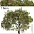 Lemon Bottlebrush Tree Set: Citrus-Scented Beauty 3D model small image 1