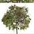 Lemon Bottlebrush Tree Set: Citrus-Scented Beauty 3D model small image 5