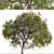 Lemon Bottlebrush Tree Set: Citrus-Scented Beauty 3D model small image 6
