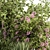 Green & Purple Mixed Plant Bush - Set of 50 3D model small image 2