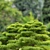 Japanese Black Pine Tree Duo: 4m Height 3D model small image 3