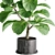 Botanical Bliss: Indoor Plant Set 3D model small image 2