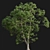 Archive 3D Models - Cinnamomum Camphora 3D model small image 4