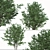 Exquisite Pair: Parrotia Persica (2 Trees) 3D model small image 2