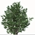 Exquisite Pair: Parrotia Persica (2 Trees) 3D model small image 3