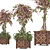 Thriving Spring Trio: 3D Plants 3D model small image 1